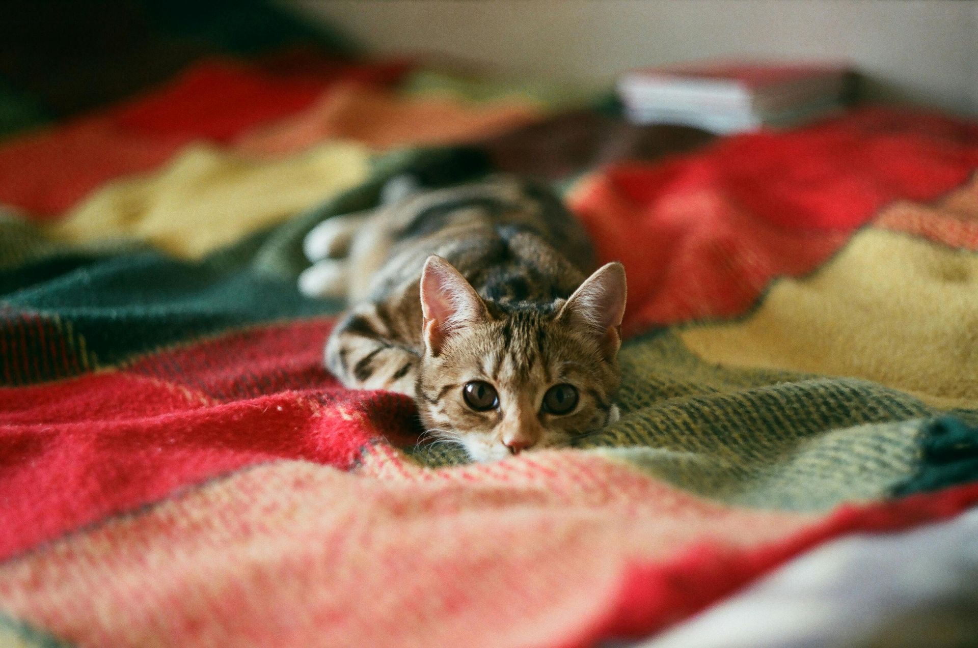 Chat aux grands yeux allongé sur une couverture colorée.