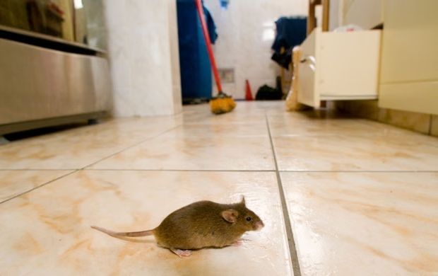 Brown mouse on a tiled kitchen floor with a trap in the background