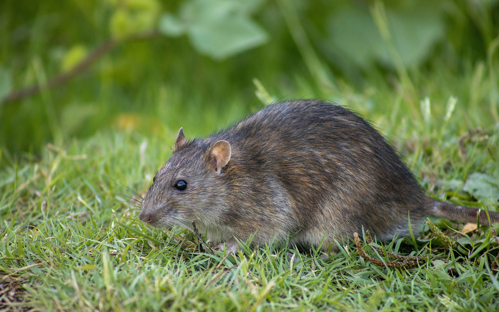 Pestify Pest Control Rodent Control