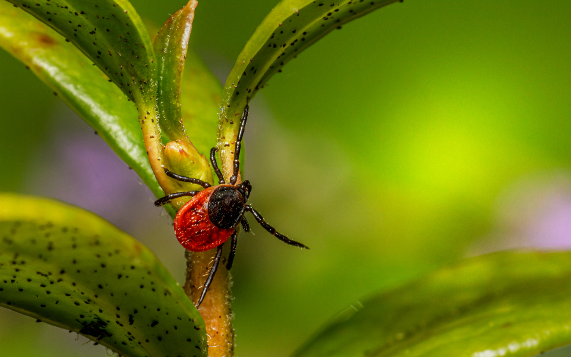 Pestify Pest Control Tick Control