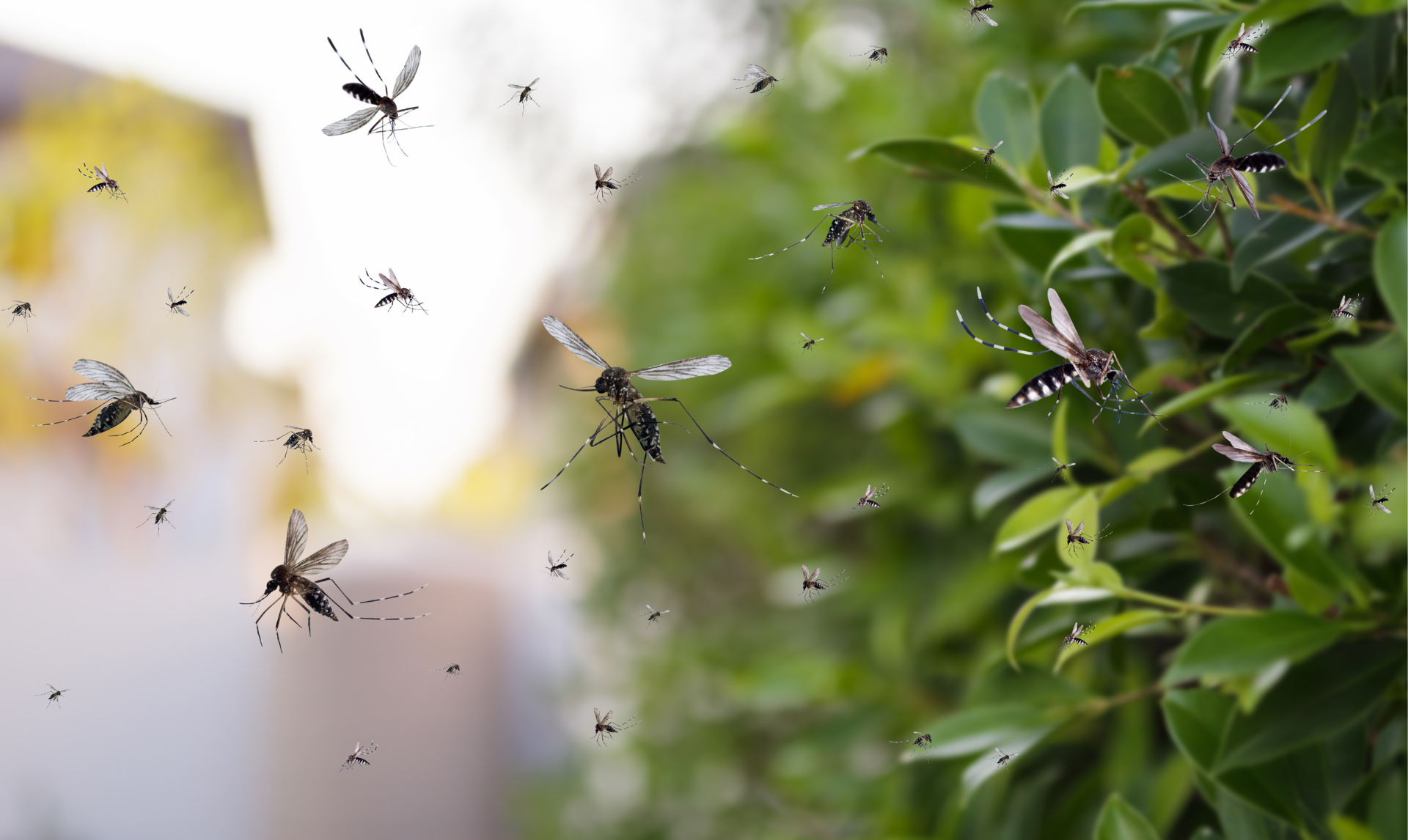Pestify Pest Control Mosquito Control