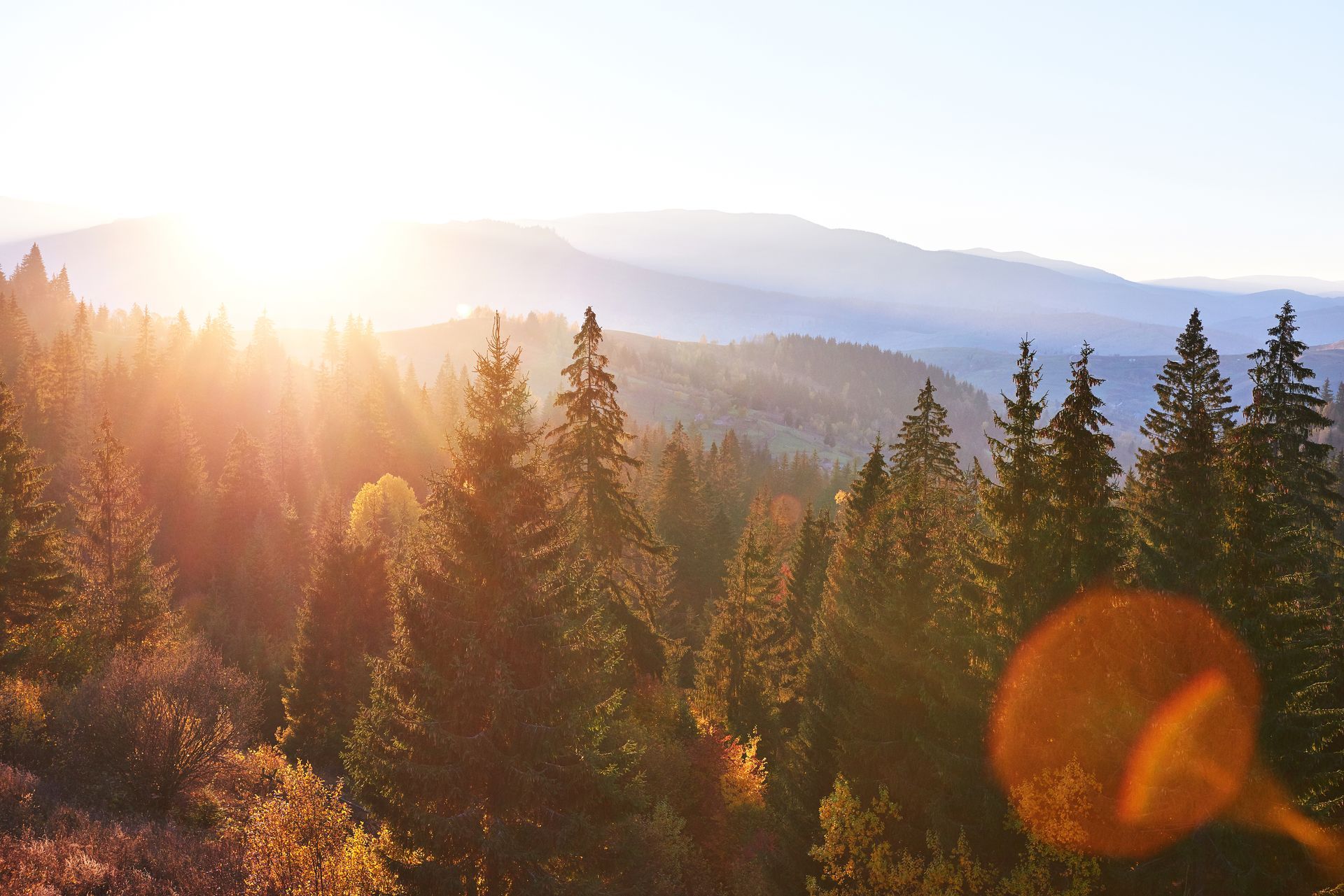 Sunlight streams over a pine forest at sunrise, with mountains in the background and a lens flare in the corner.