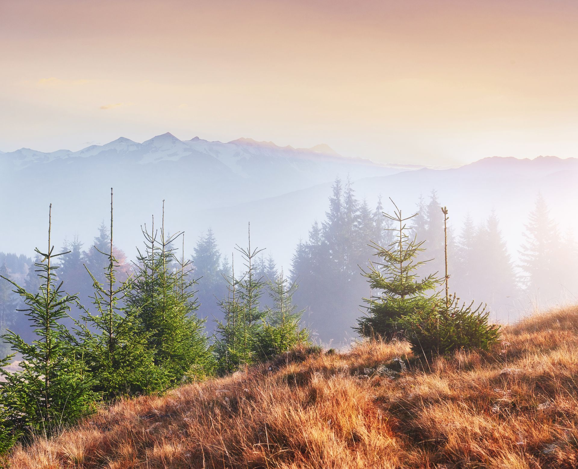 A serene mountain landscape featuring evergreen trees in the foreground against a misty, sunlit horizon.