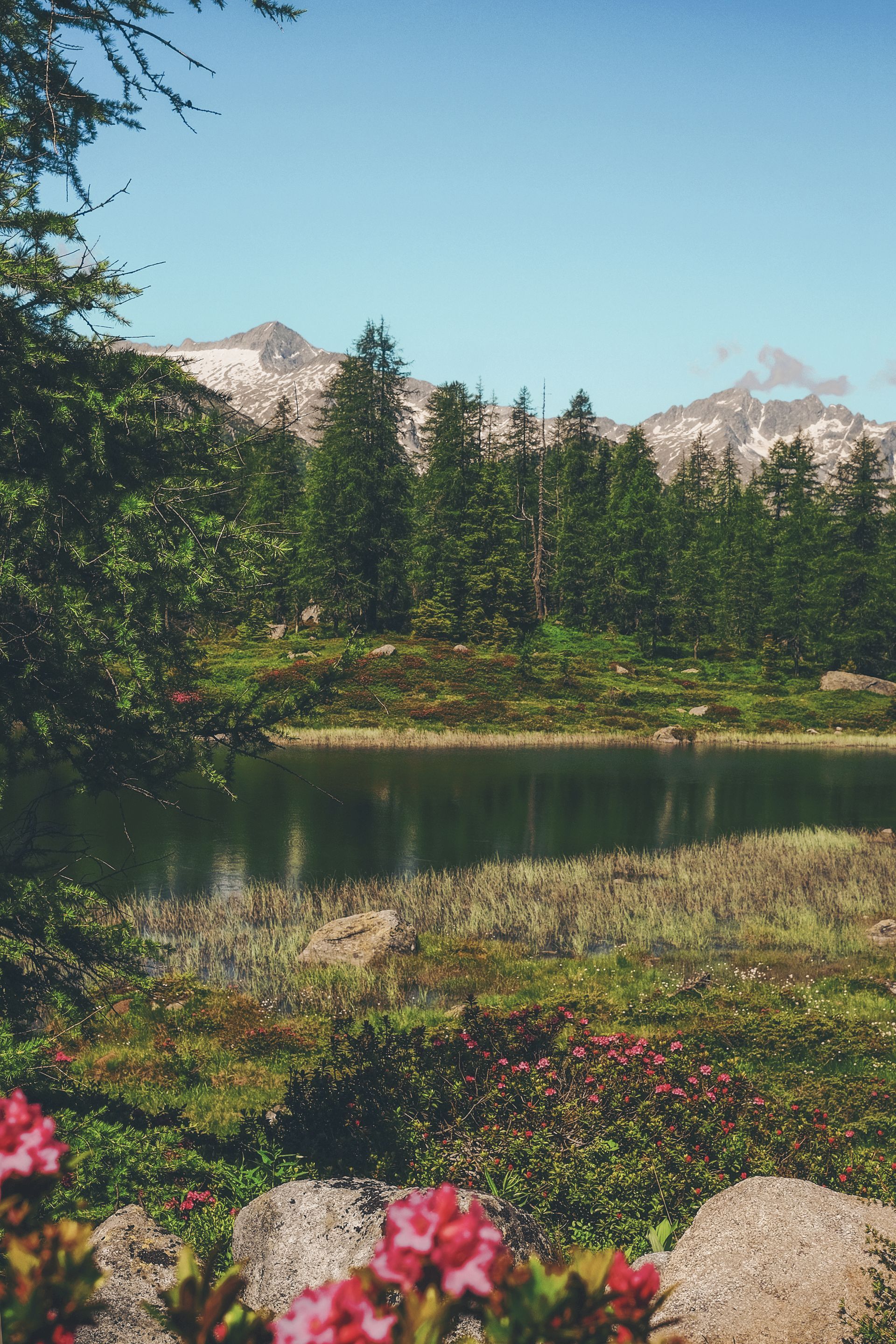 A calm mountain lake surrounded by a dense evergreen forest and rugged, snow-dusted peaks, with pink wildflowers nearby.