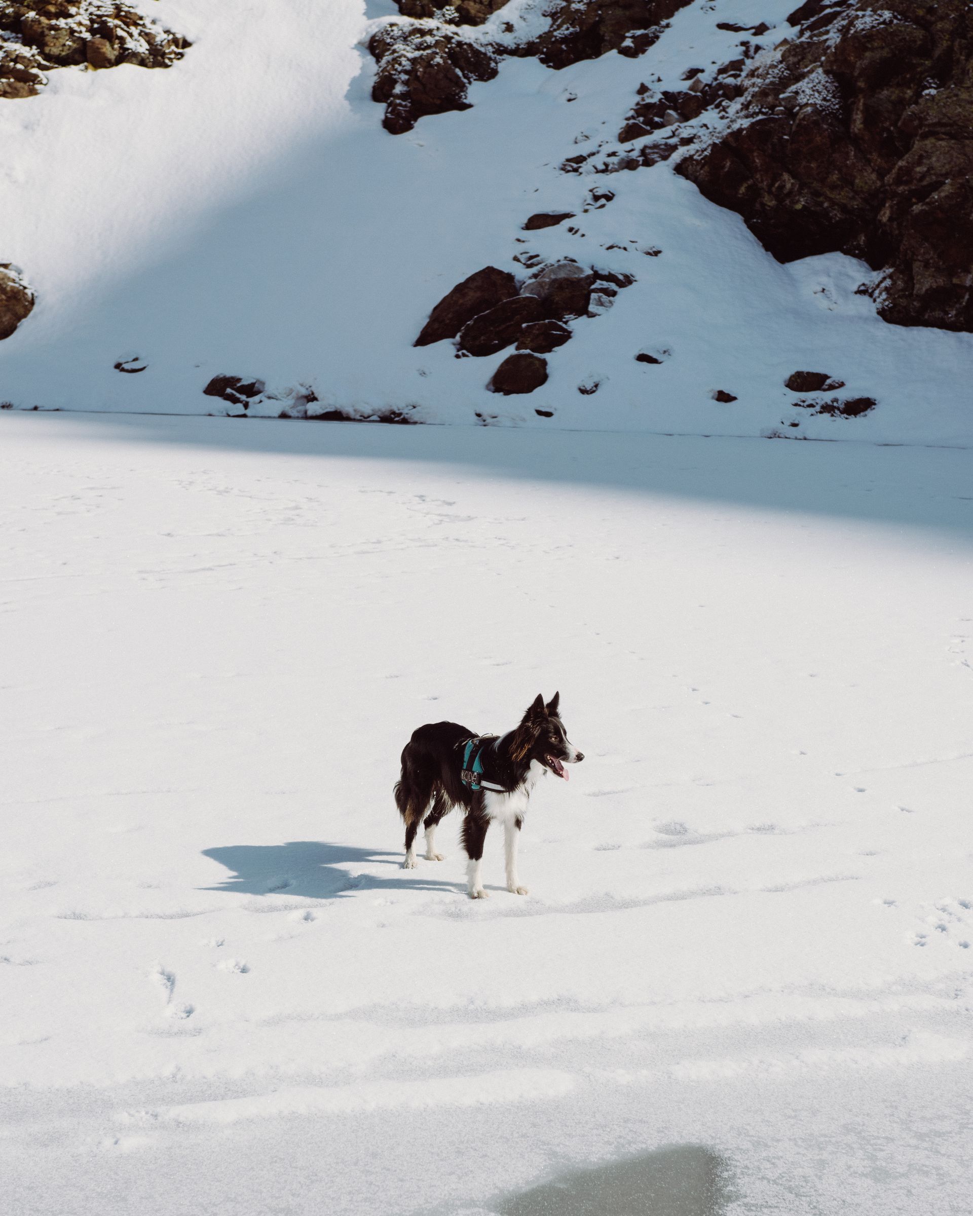 A black and white dog stands on a bright, snow-covered landscape with rocky, snow-dusted mountains in the background.