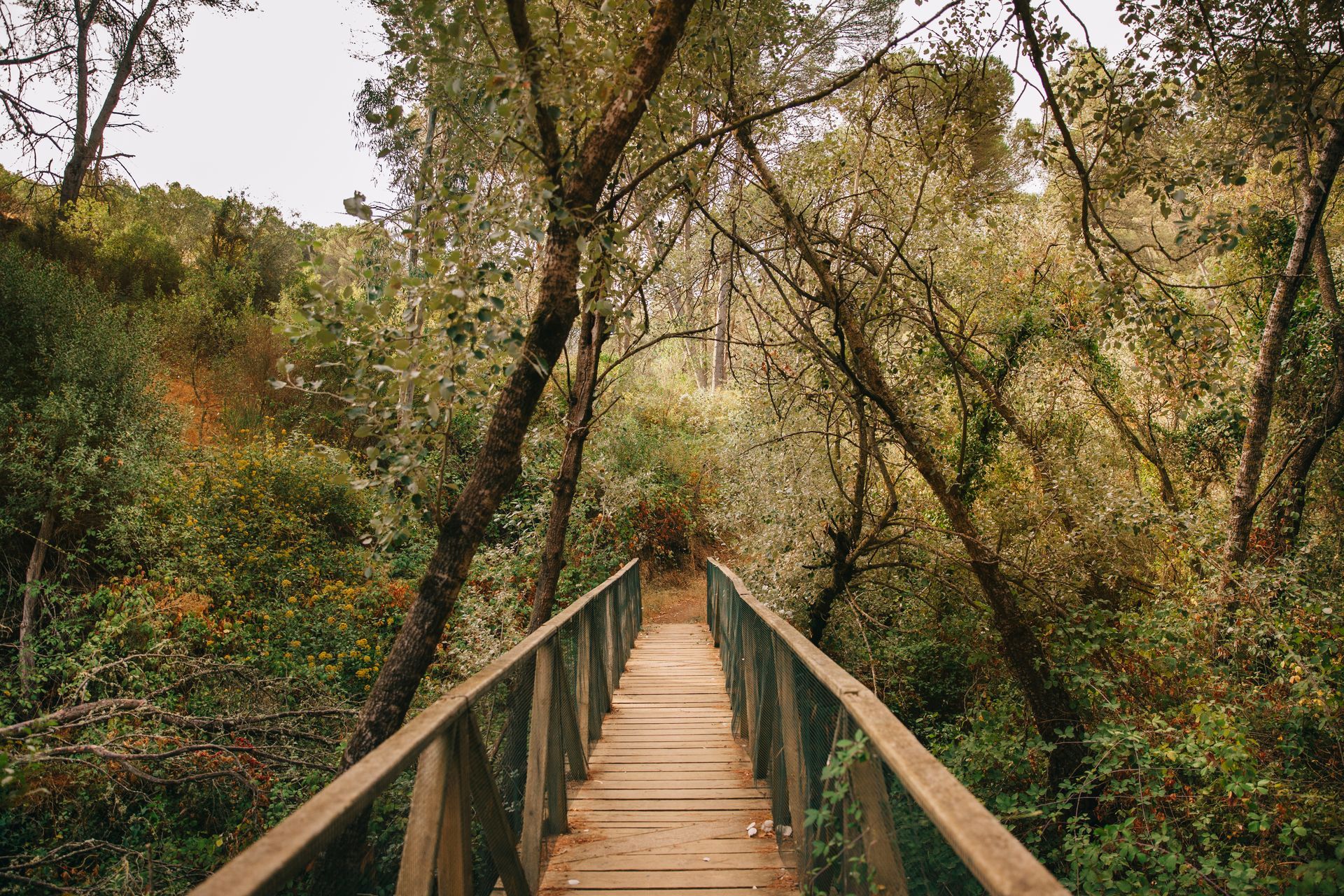 A wooden bridge with railings leads into a lush, sunlit forest with tall trees and green foliage.