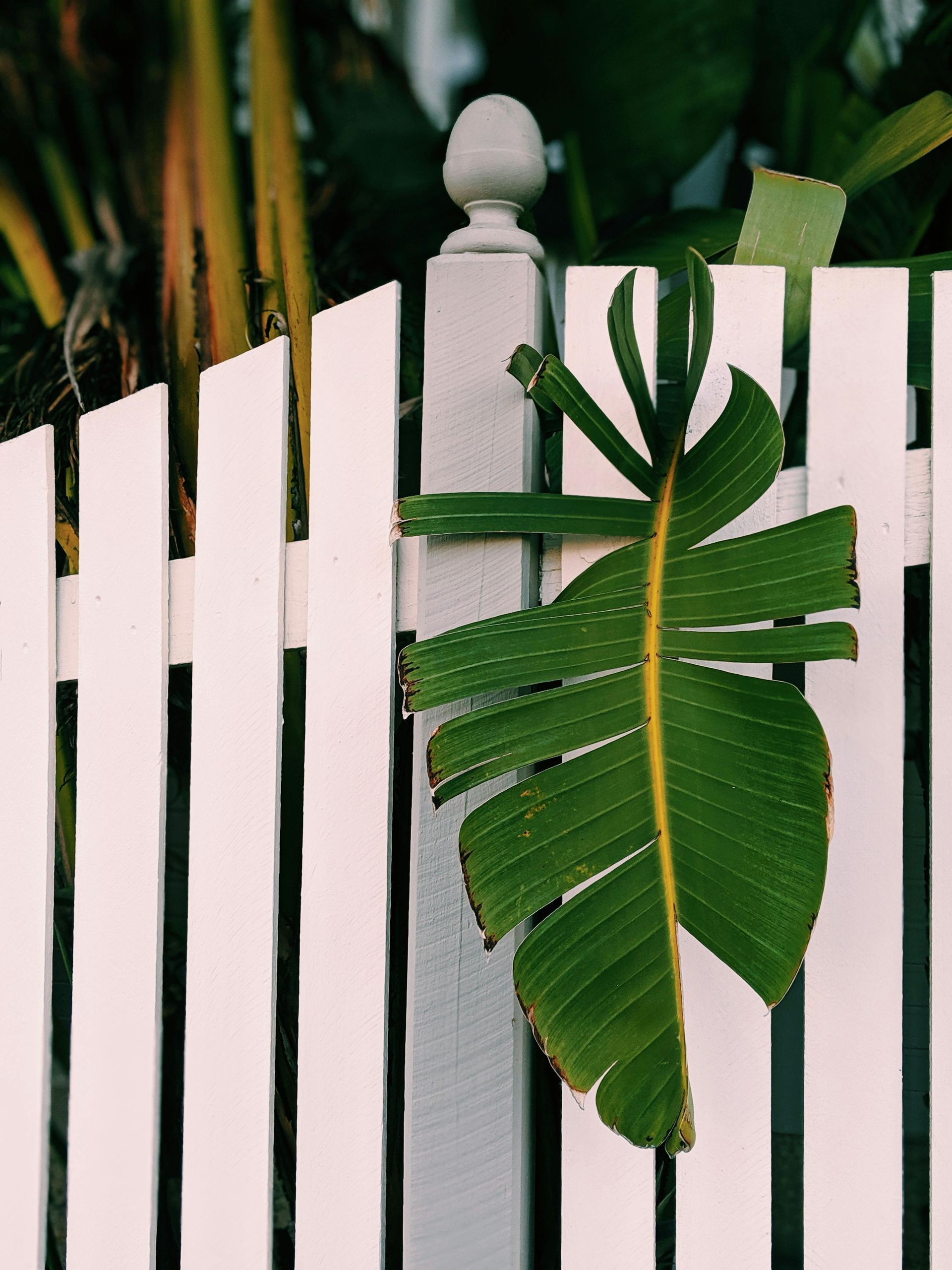White picket fence with a green banana leaf attached.