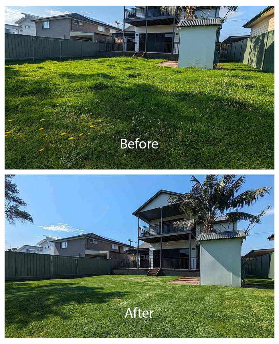 A Before And After Picture Of A Lawn With A House In The Background — Roots, Shoots & Leaves Garden Maintenance In East Corrimal, NSW
