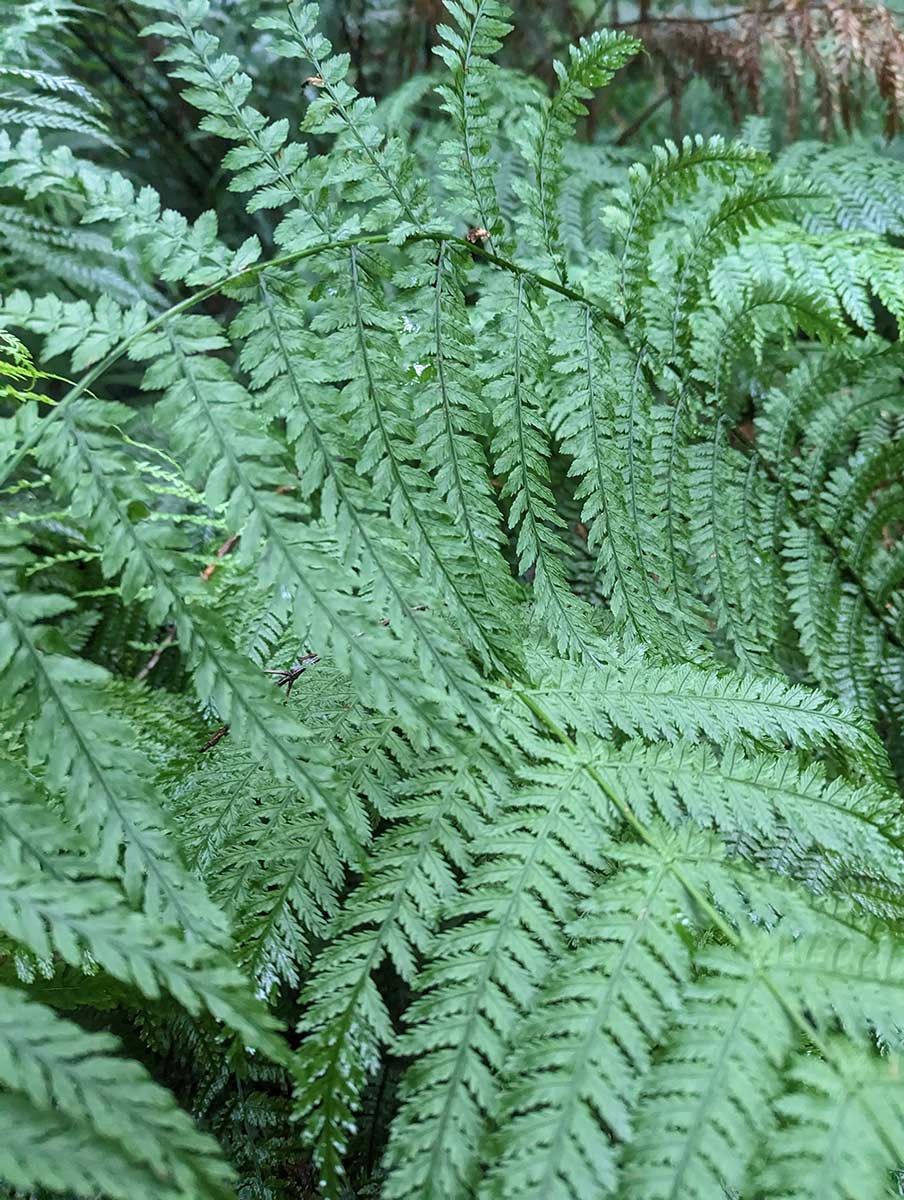 A Close Up Of A Fern With Lots Of Leaves — Roots, Shoots & Leaves Garden Maintenance In East Corrimal, NSW