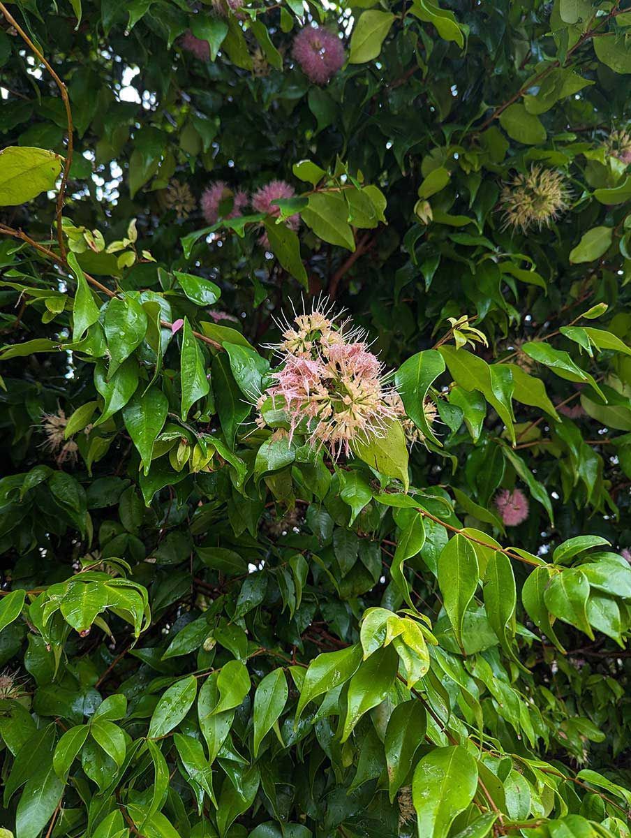 A Tree With Lots Of Green Leaves And Pink Flowers — Roots, Shoots & Leaves Garden Maintenance In East Corrimal, NSW