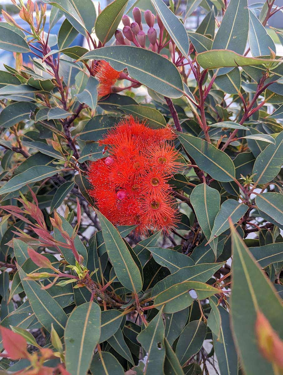 A Close Up Of A Tree With Red Flowers And Green Leaves — Roots, Shoots & Leaves Garden Maintenance In East Corrimal, NSW