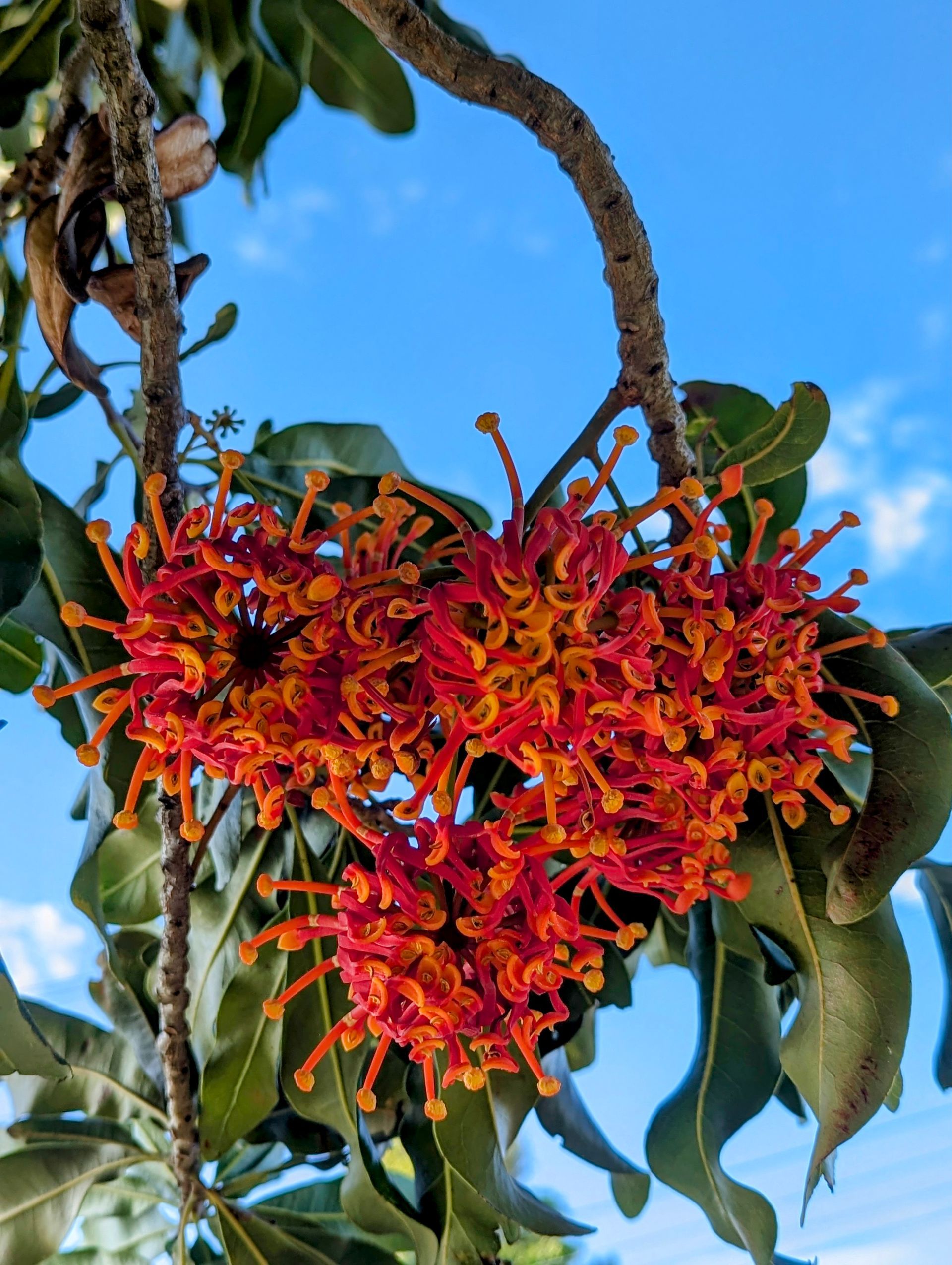 A Garden With Trees And Bushes In Front Of A Building — Roots, Shoots & Leaves Garden Maintenance In East Corrimal, NSW