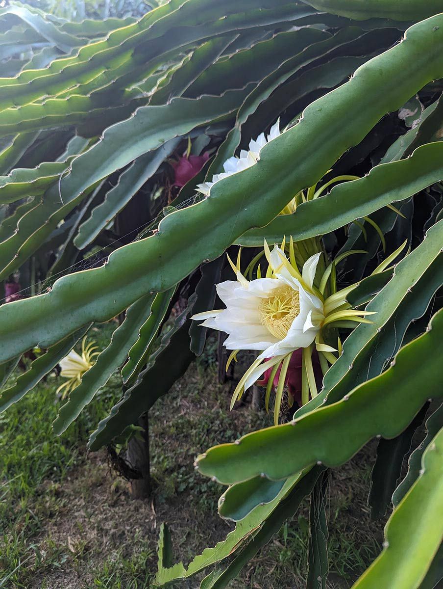 A Close Up Of A Dragon Fruit Plant With Flowers — Roots, Shoots & Leaves Garden Maintenance In East Corrimal, NSW