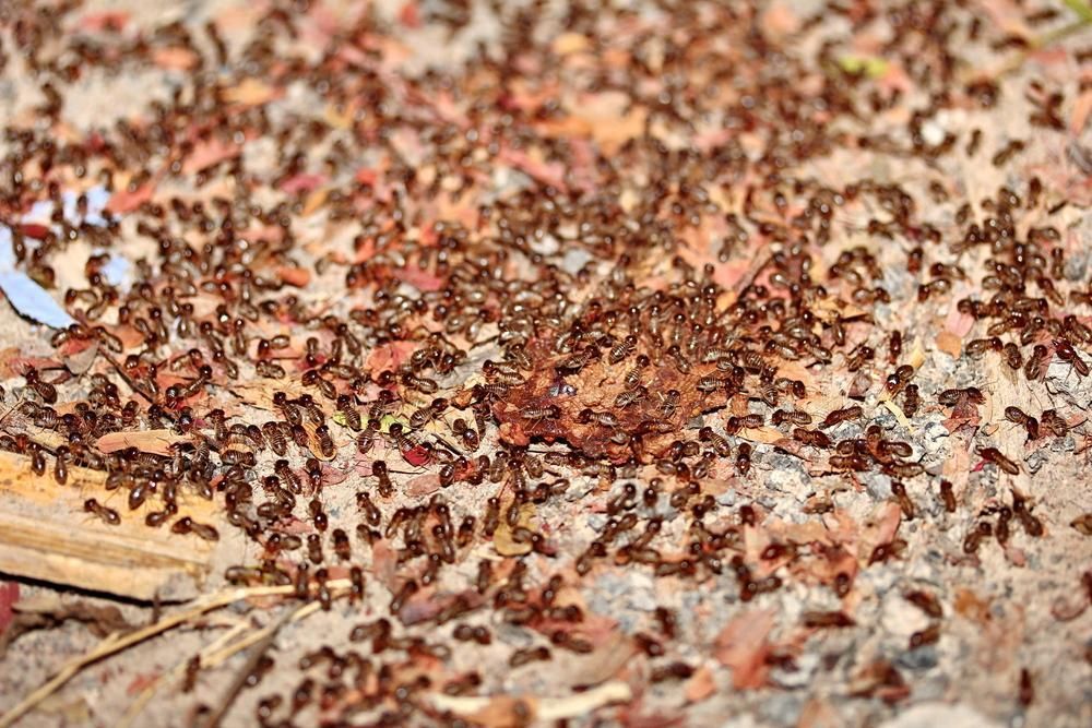 A Large Group of Termites Are Crawling on the Ground — Troy's Pest Control in Casino, NSW