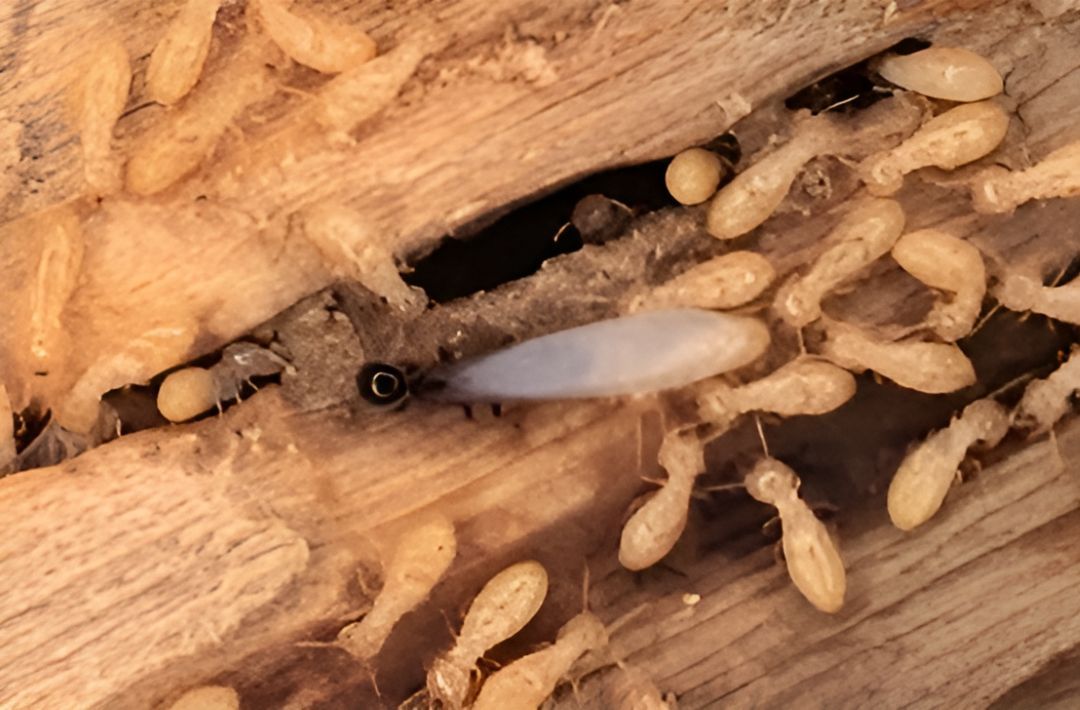 A Group of Termites Are Crawling on a Piece of Wood — Troy's Pest Control in Kyogle, NSW