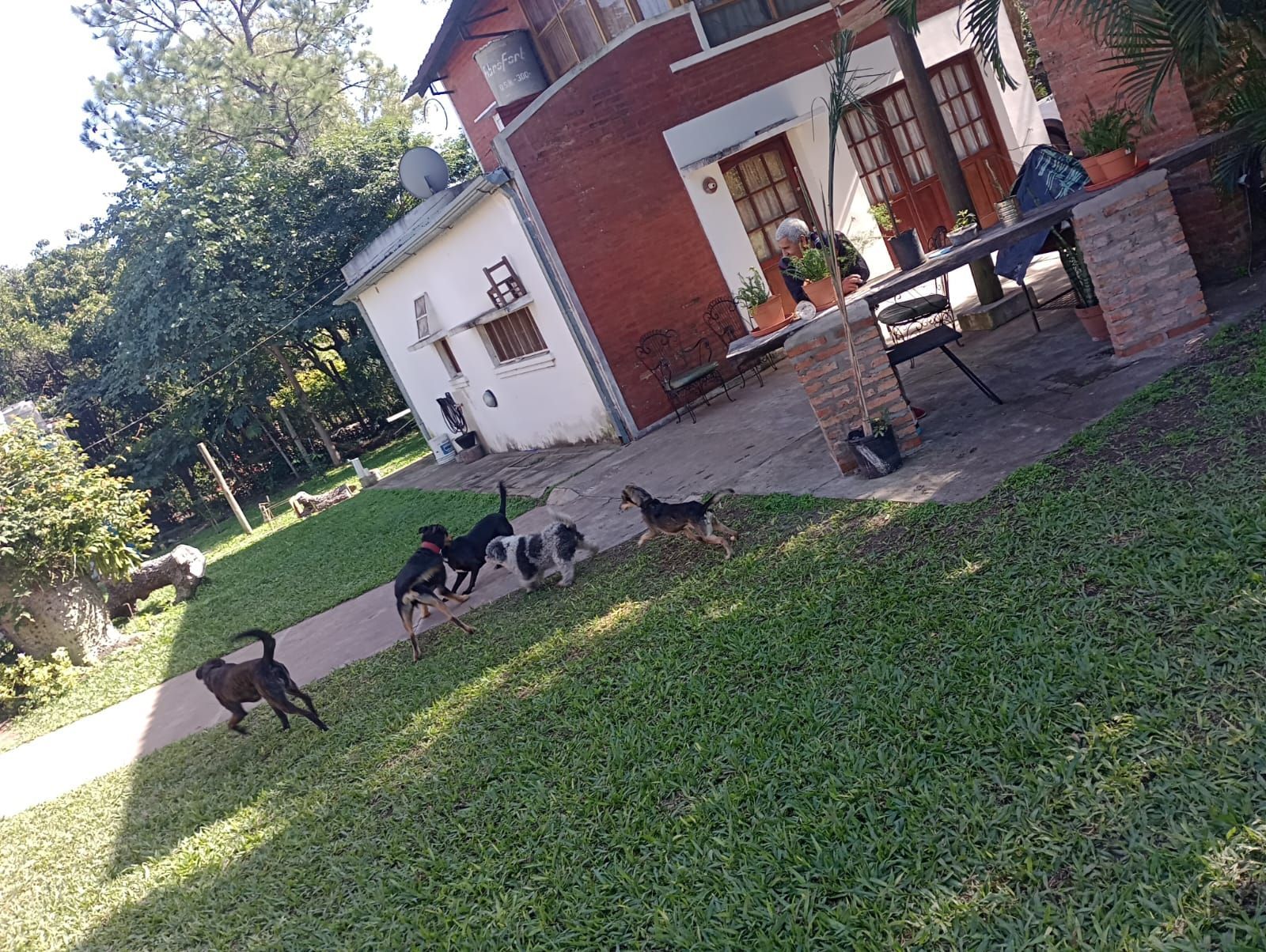 Un grupo de perros corre por un jardín cubierto de hierba frente a una casa de ladrillo rojo con patio.
