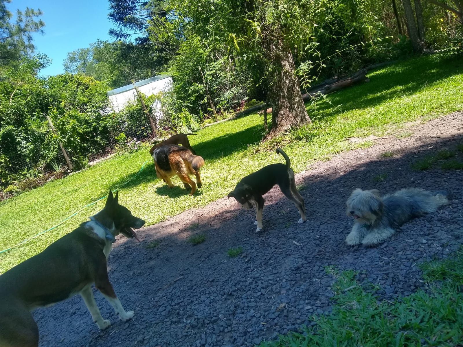 Cuatro perros de diferentes tamaños y razas jugando en un camino de grava junto a un jardín con césped en un día soleado.