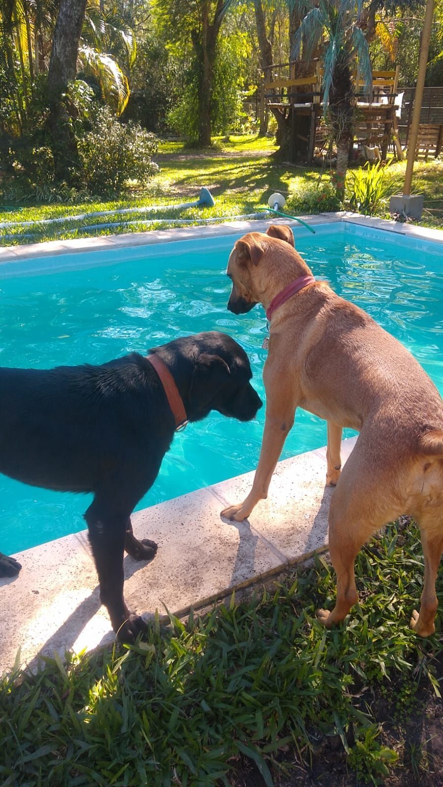 Un perro negro y un perro de color canela están de pie al borde de una piscina de color azul brillante en un día soleado.