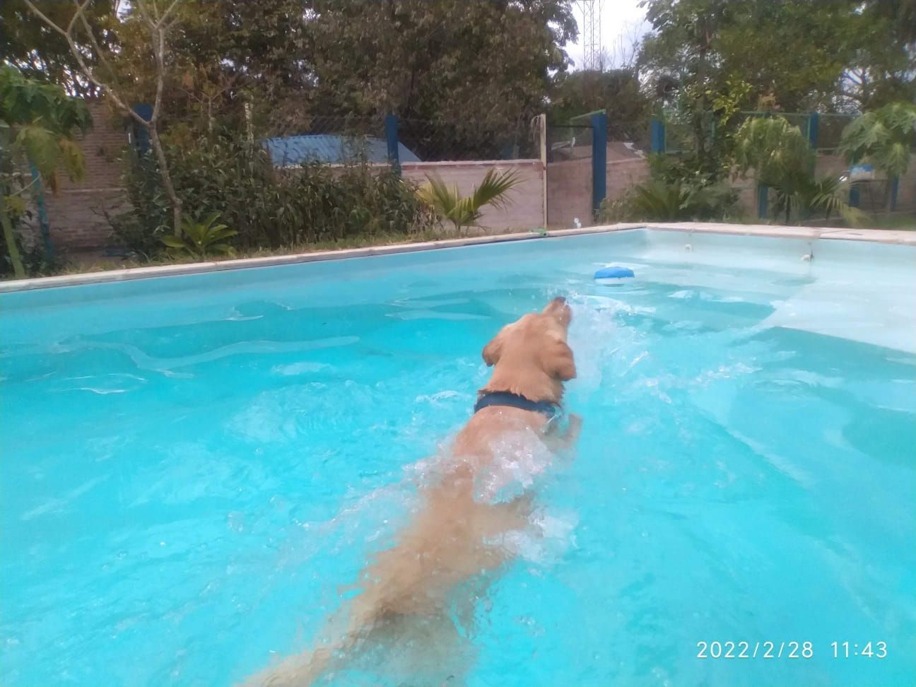 Un perro de color claro nada en una piscina exterior de color azul brillante en dirección a un pequeño juguete azul.