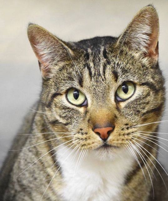 Tabby cat with green eyes and white chest looking directly at the viewer.
