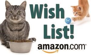 Gray cat, kitten playing with ball, food bowl, and 