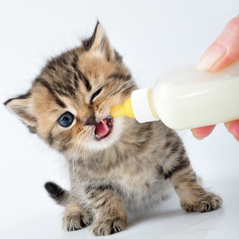 Kitten drinking from a bottle, held by a hand; light brown tabby fur, white background.