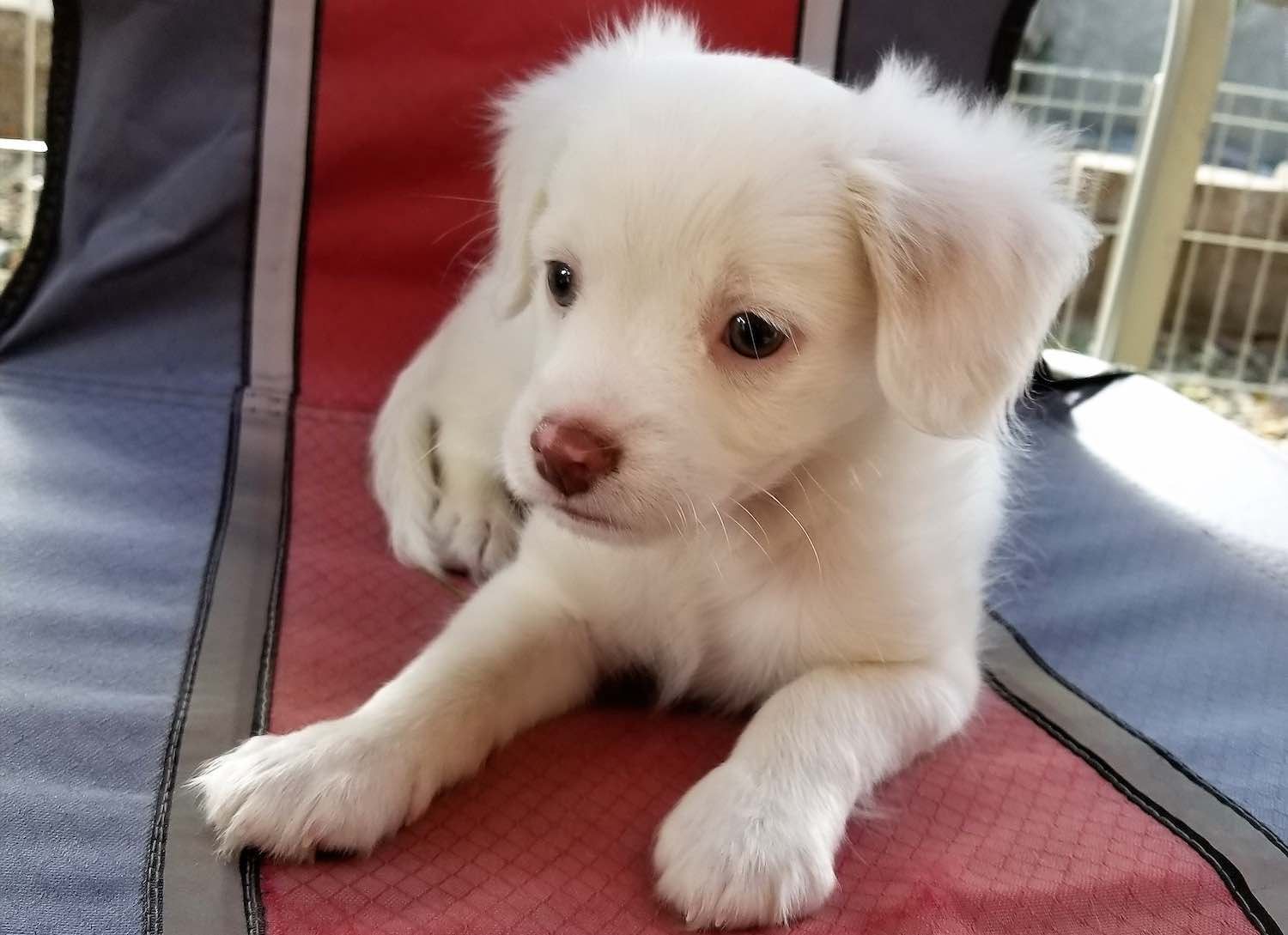 White puppy with brown nose, lying on a red, white, and blue striped chair.