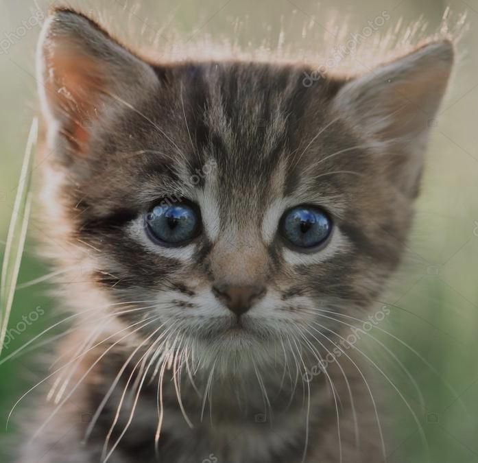 Tabby kitten with bright blue eyes, outdoors in grass.