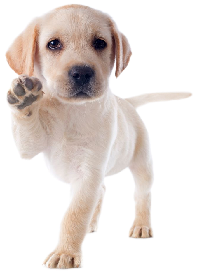 Yellow Labrador puppy, paw raised, walking forward.
