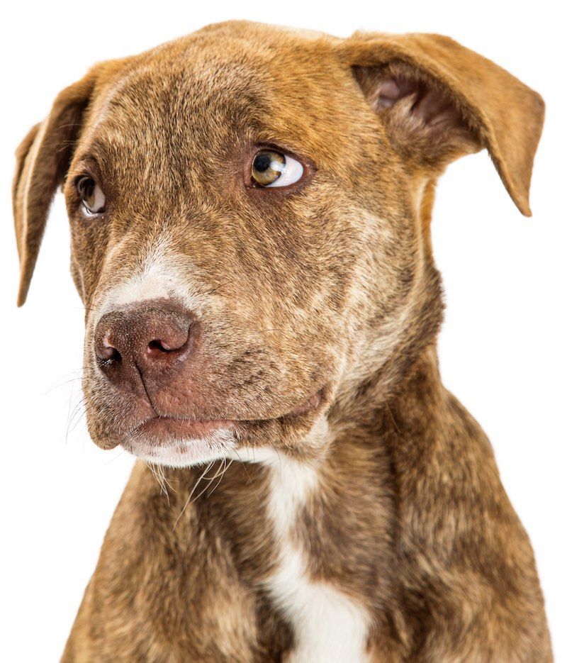 Brown brindle dog with white chest, looking wistful.