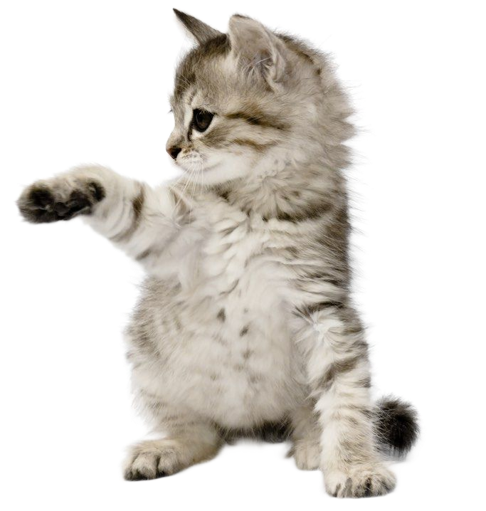 Kitten reaching with one paw, gray and white tabby markings, fluffy fur, white background.