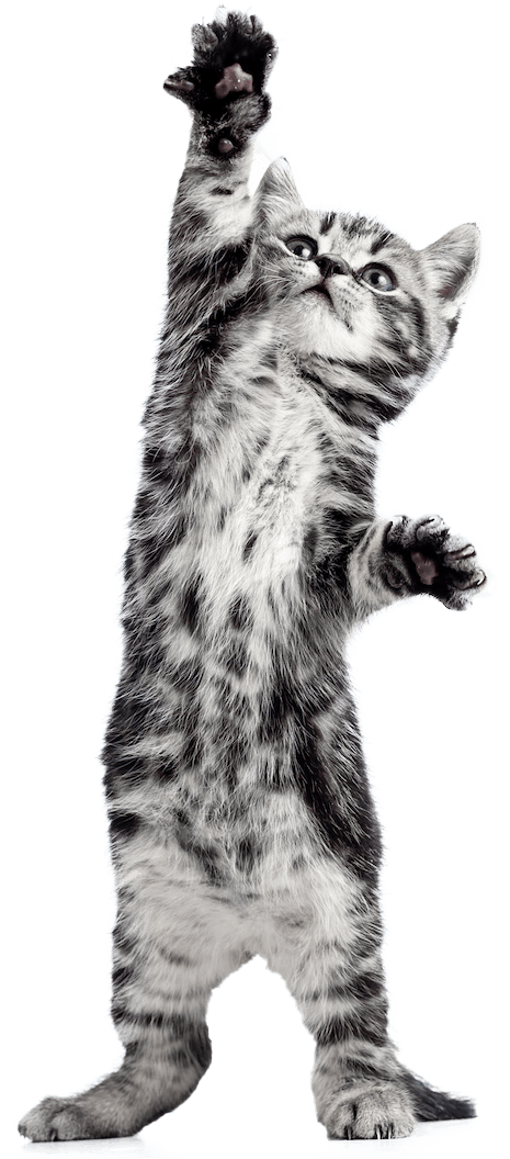 Grey tabby kitten standing on hind legs, paw raised as if reaching.