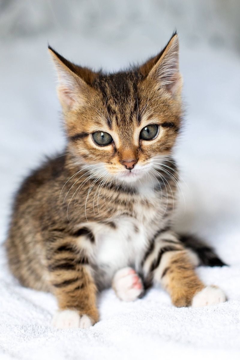 Tabby kitten with brown and black stripes sitting on a white surface. Pet food express socialization volunteers wanted.