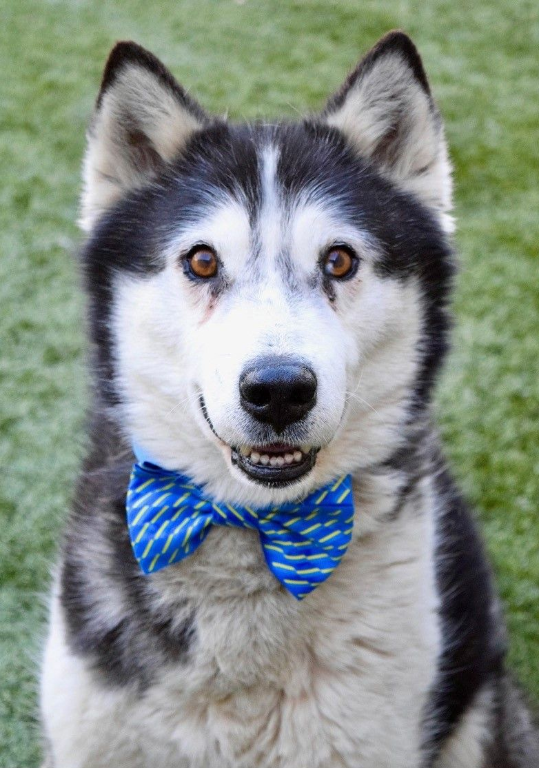 Husky dog with black and white fur, wearing a blue patterned bow tie, smiling.