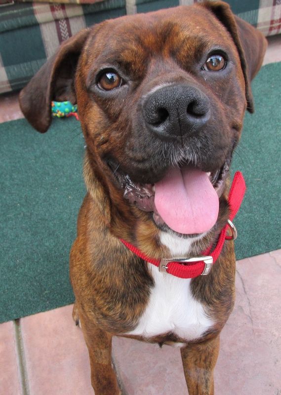 Smiling brindle dog with a red collar and white chest.
