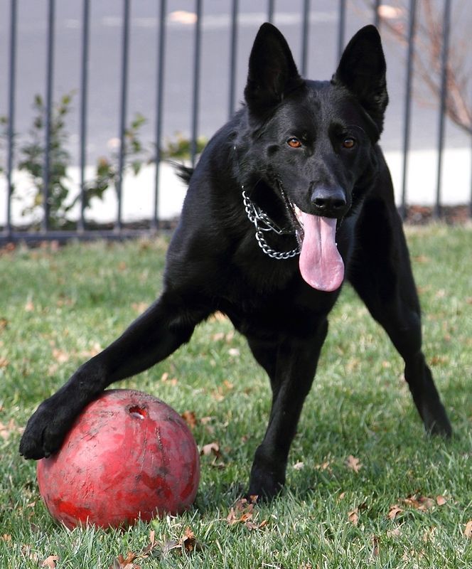 Black German Shepherd dog with tongue out, playfully paws a red ball in a grassy yard.