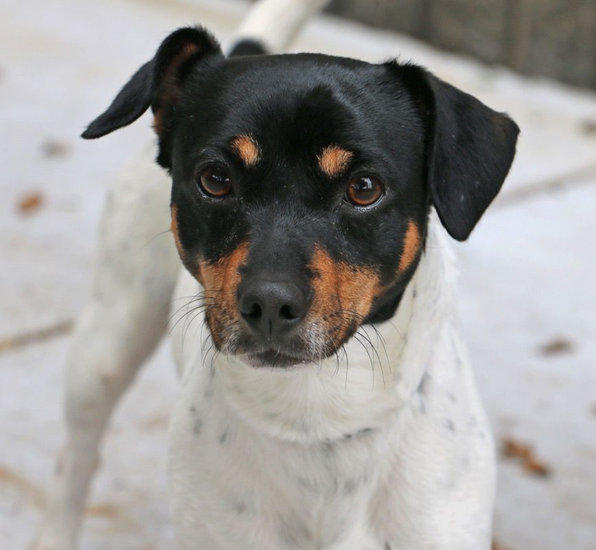 Black, tan, and white dog looking at the camera; standing outdoors.