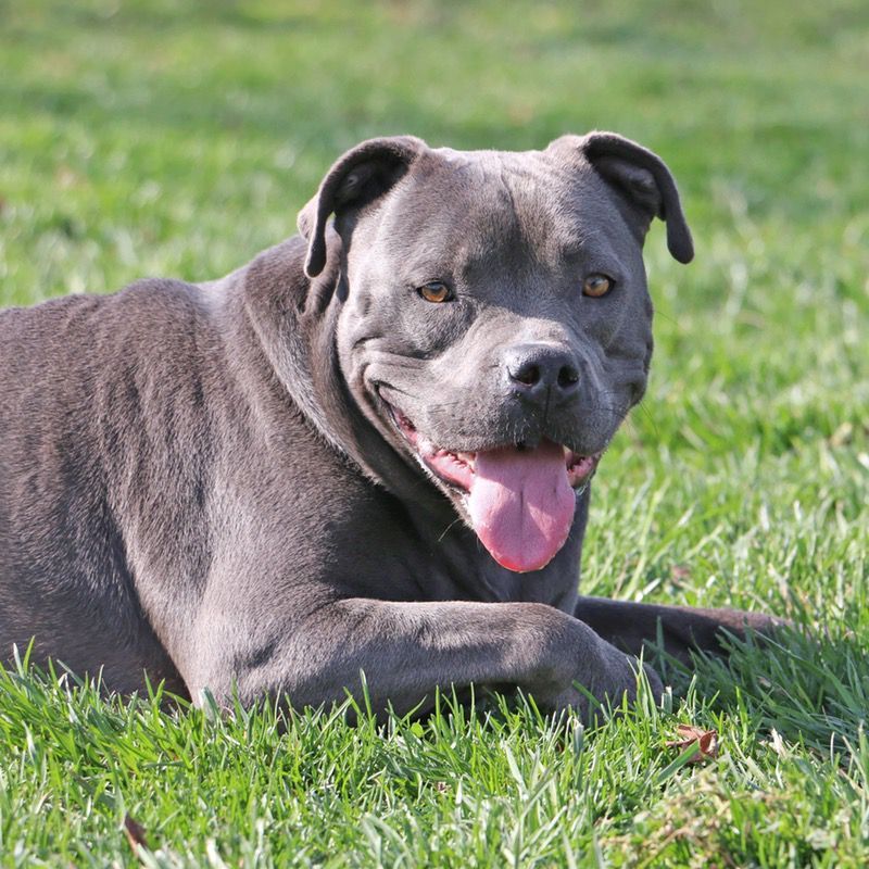 Gray pit bull dog lying in green grass, panting with pink tongue visible.