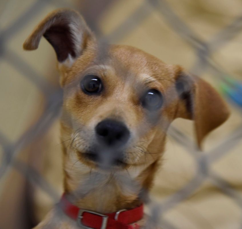 Brown dog with large eyes wearing a red collar, peering through a chain-link fence.