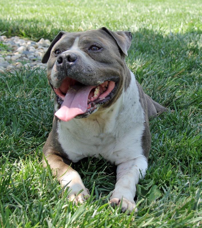 Blue and white pit bull dog lying in green grass with tongue out, looking happy.