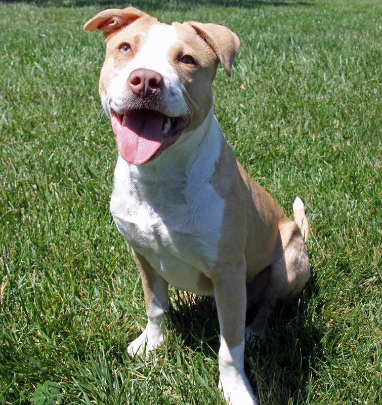 Tan and white dog with happy expression sitting on green grass.