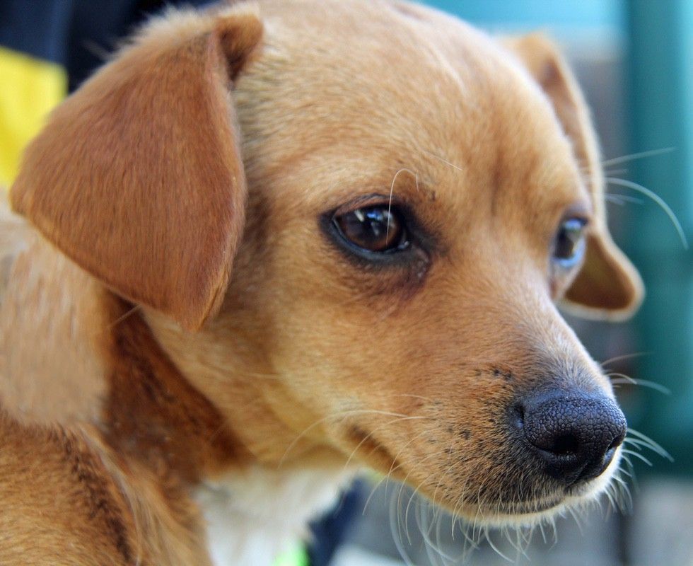 Brown dog with floppy ears, looking downward, with dark eyes and a black nose.