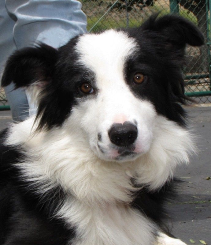 Black and white Border Collie dog, brown eyes, looking directly at the viewer.