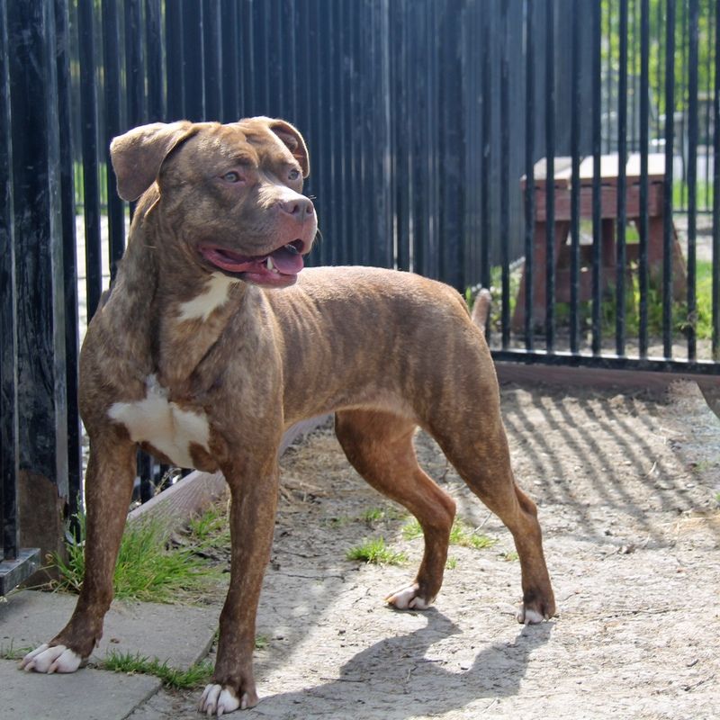 Brindle dog with white chest and paws, standing next to a black fence.