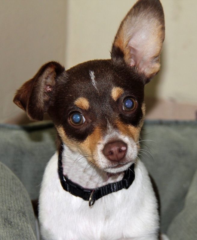 Small dog with brown and white fur, one ear up, wearing a black collar.