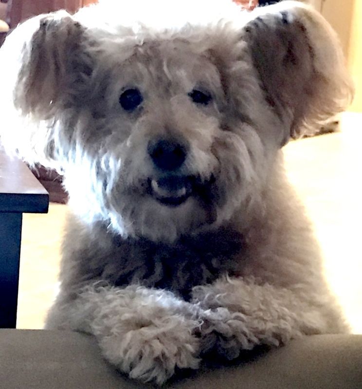 Fluffy, beige dog with paws crossed, looking directly at the camera with a happy expression.
