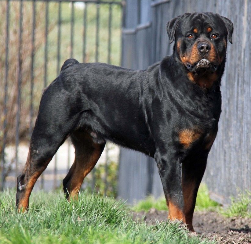 Black and tan Rottweiler dog standing on grass, looking forward.