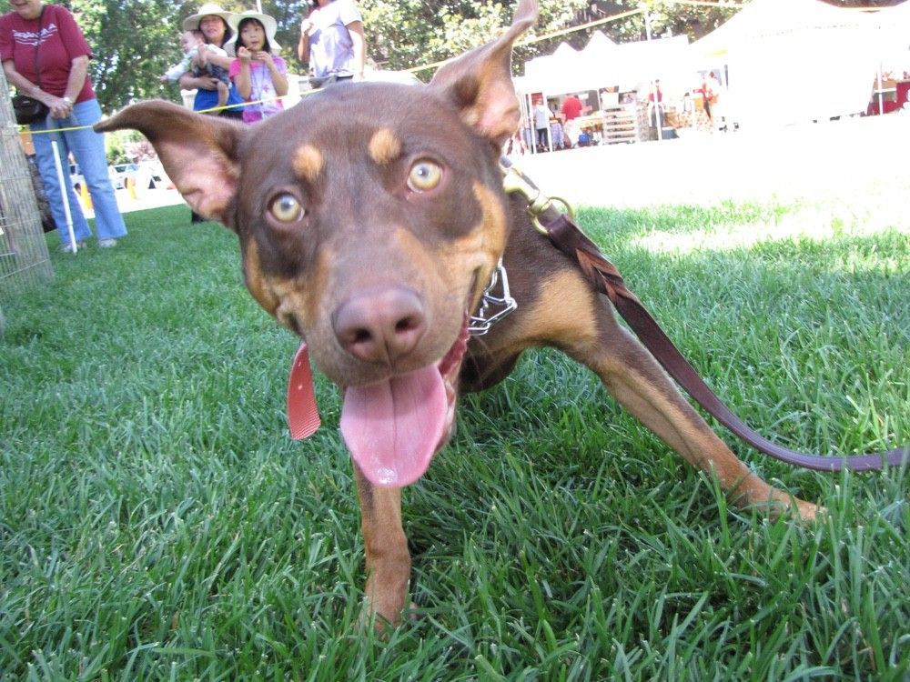 Brown dog with pointed ears and open mouth, on green grass, smiling.