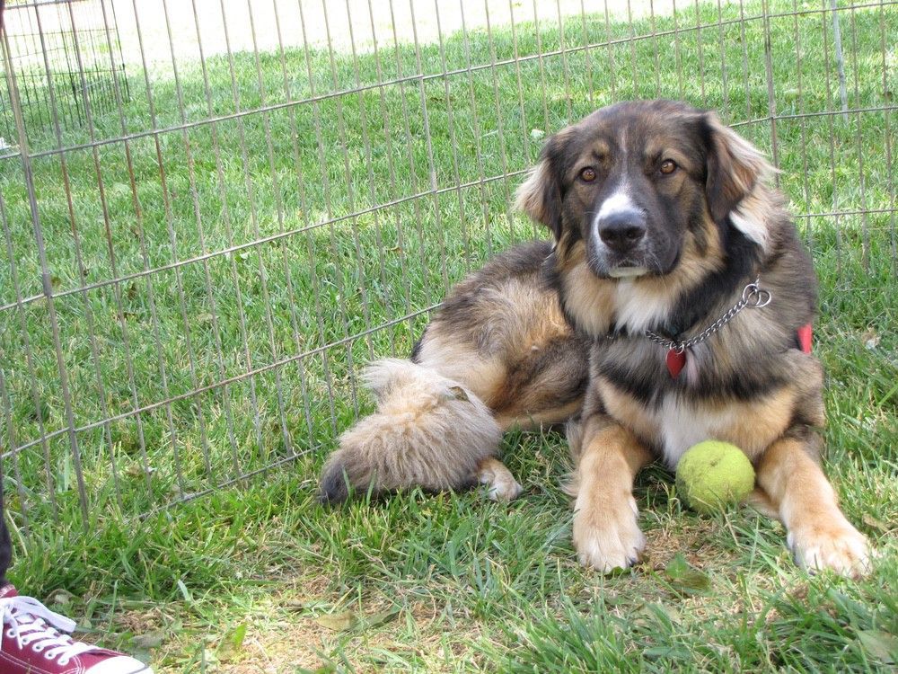 Dog lying on grass next to a tennis ball, looking towards the camera.