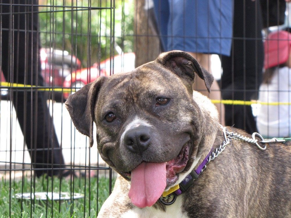 Brindle dog with pink tongue, wearing a purple collar, smiling in front of a fence.